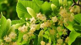 lípa linden-tree-817061 1280